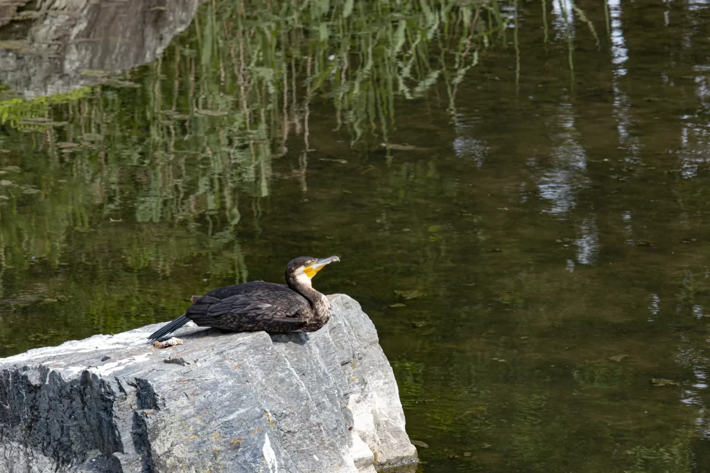 葛西臨海公園