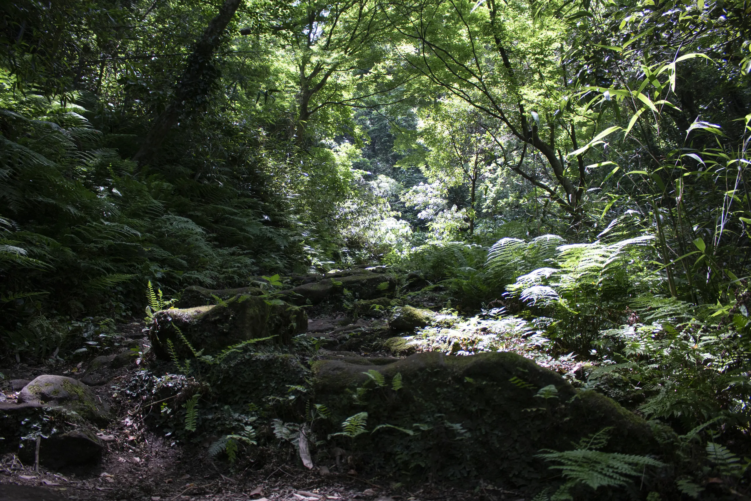 鷹取山 No.21