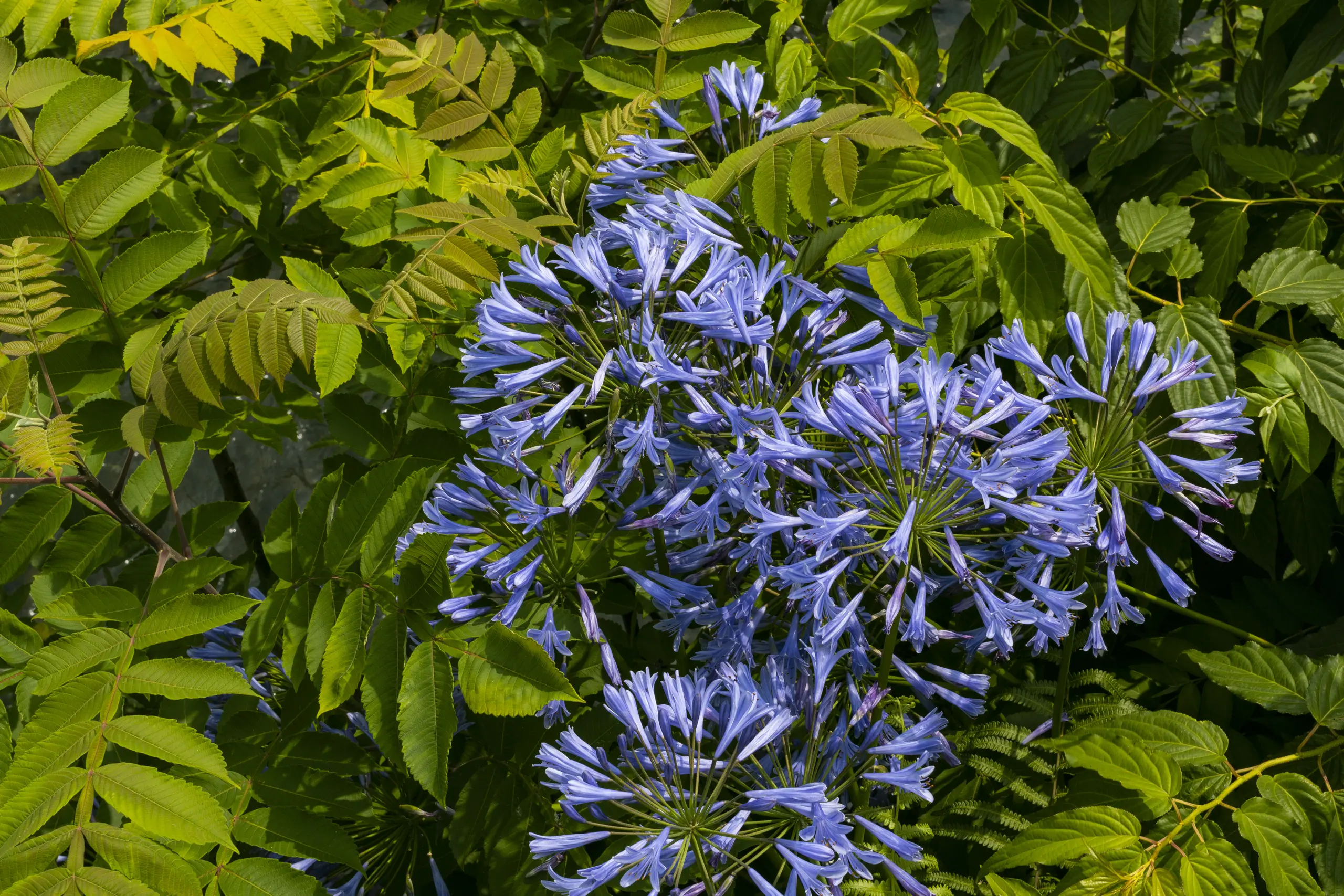 国府津→酒匂堰→小田原城