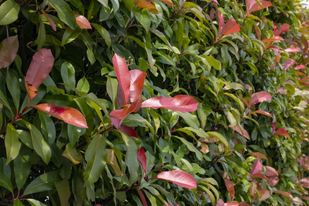 国府津→酒匂堰→小田原城