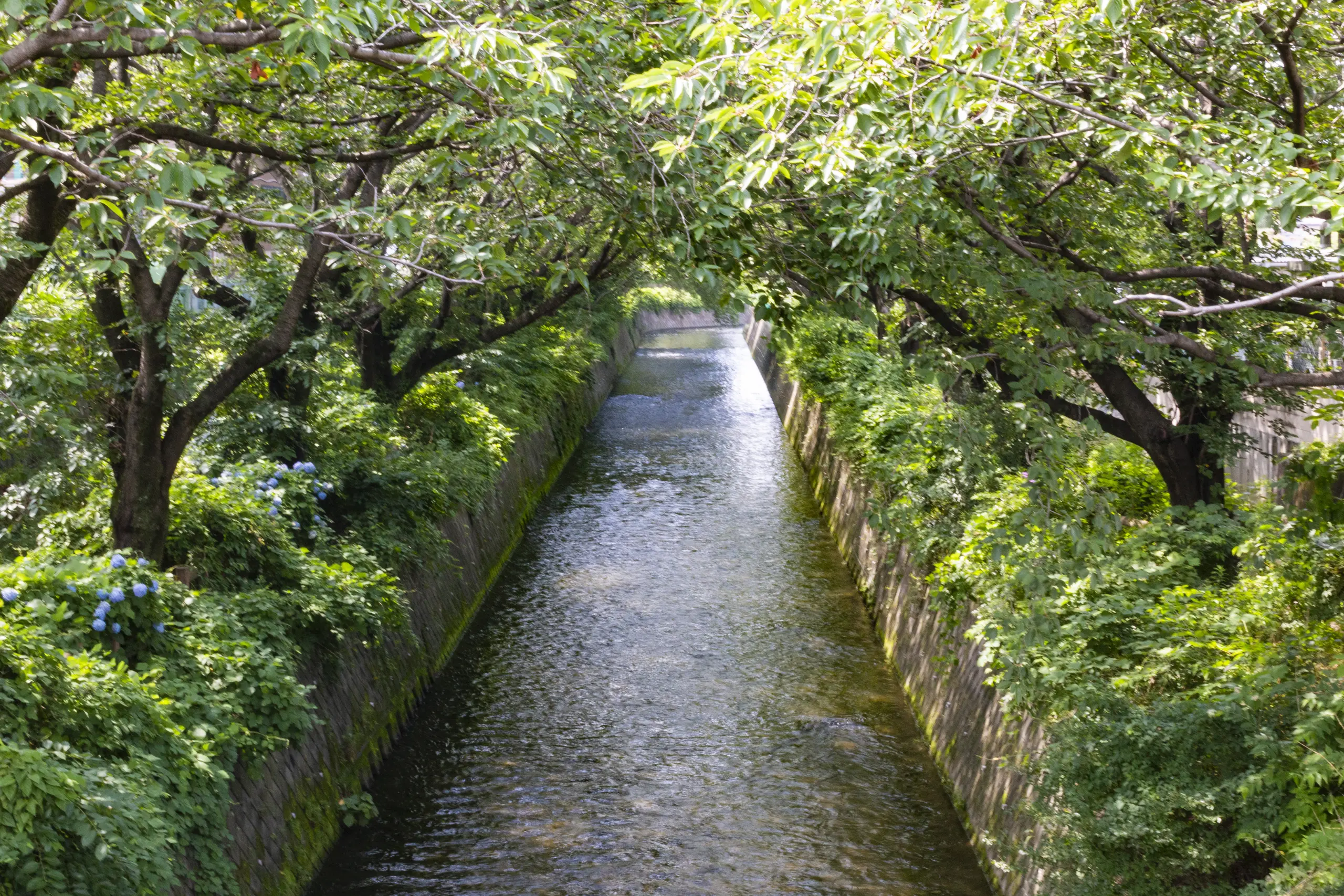 国府津→酒匂堰→小田原城 No.11