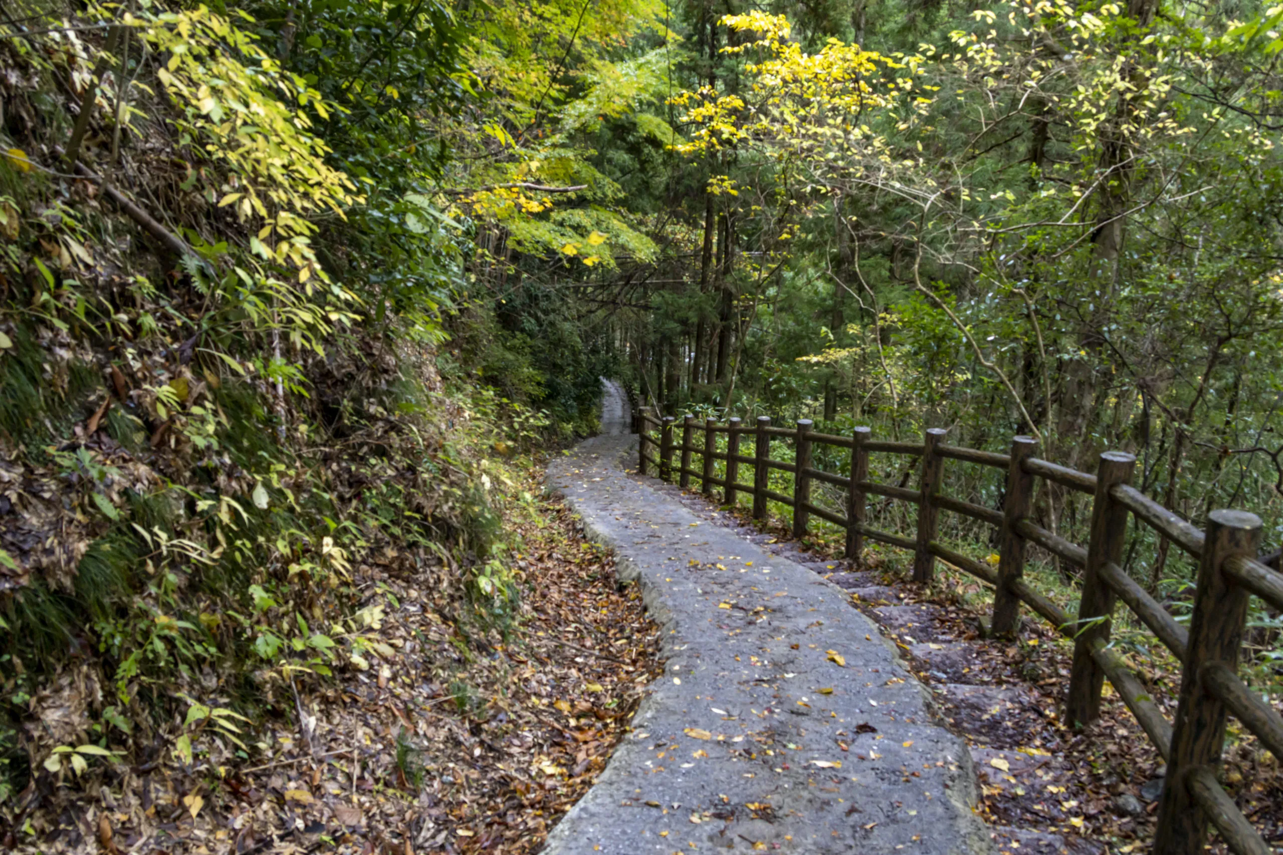 粟又の滝遊歩道 No.1