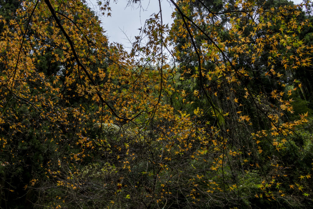 粟又の滝遊歩道