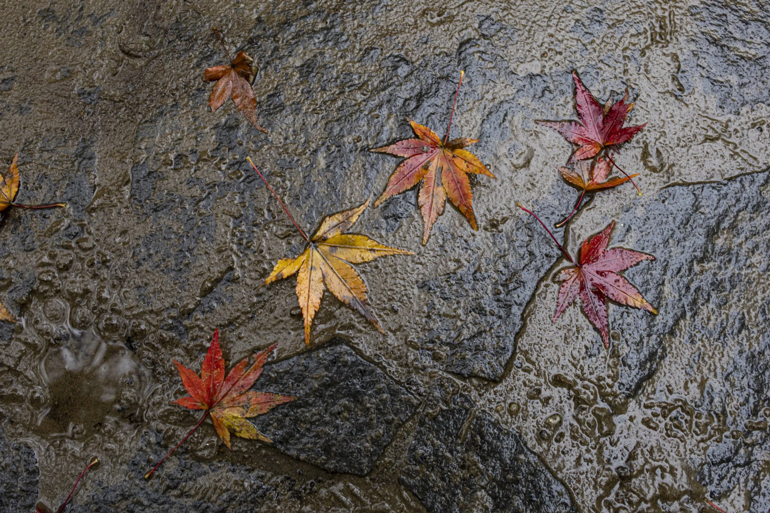 紅葉〜