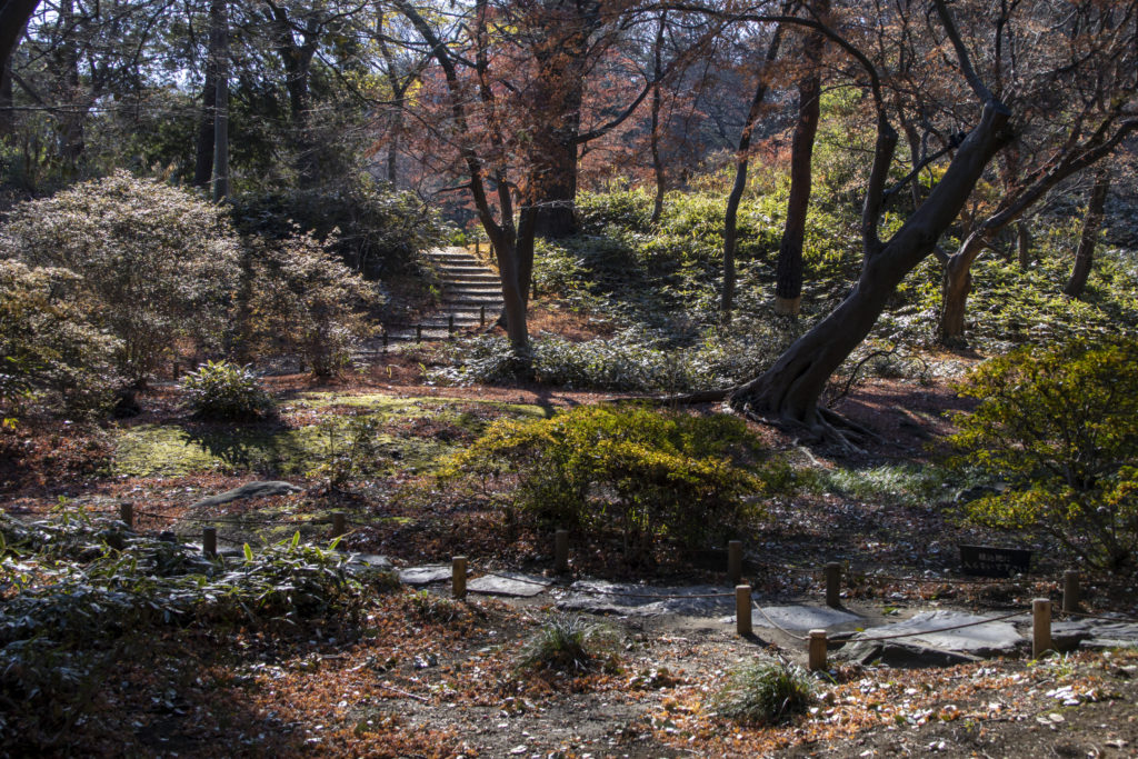 護国寺→小石川植物園→六義園→田端駅