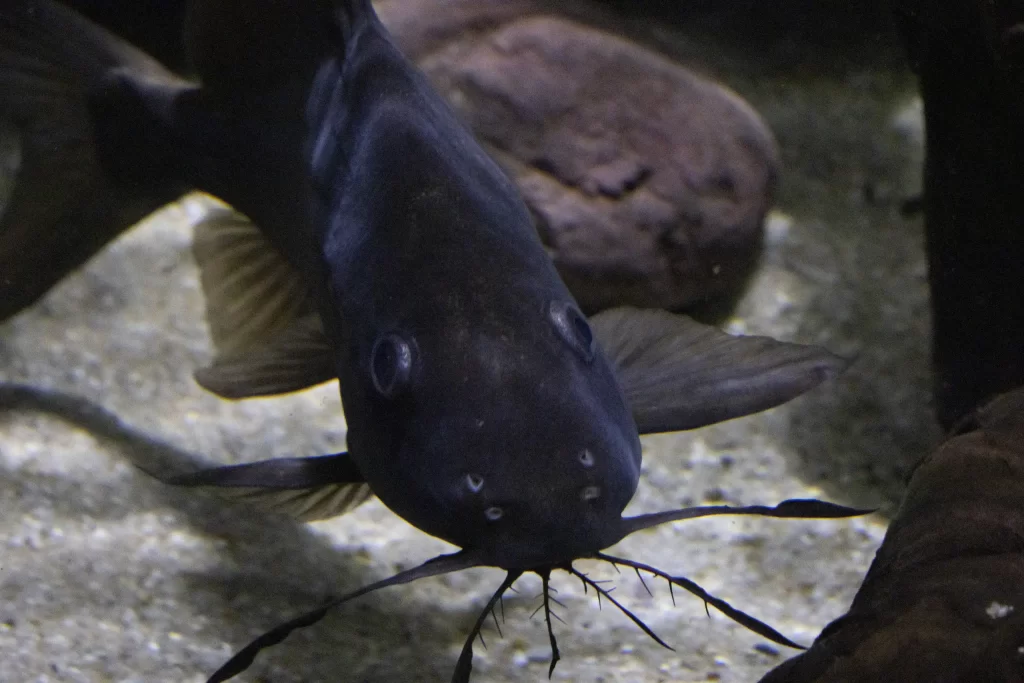 カワスイ撮影（目線）