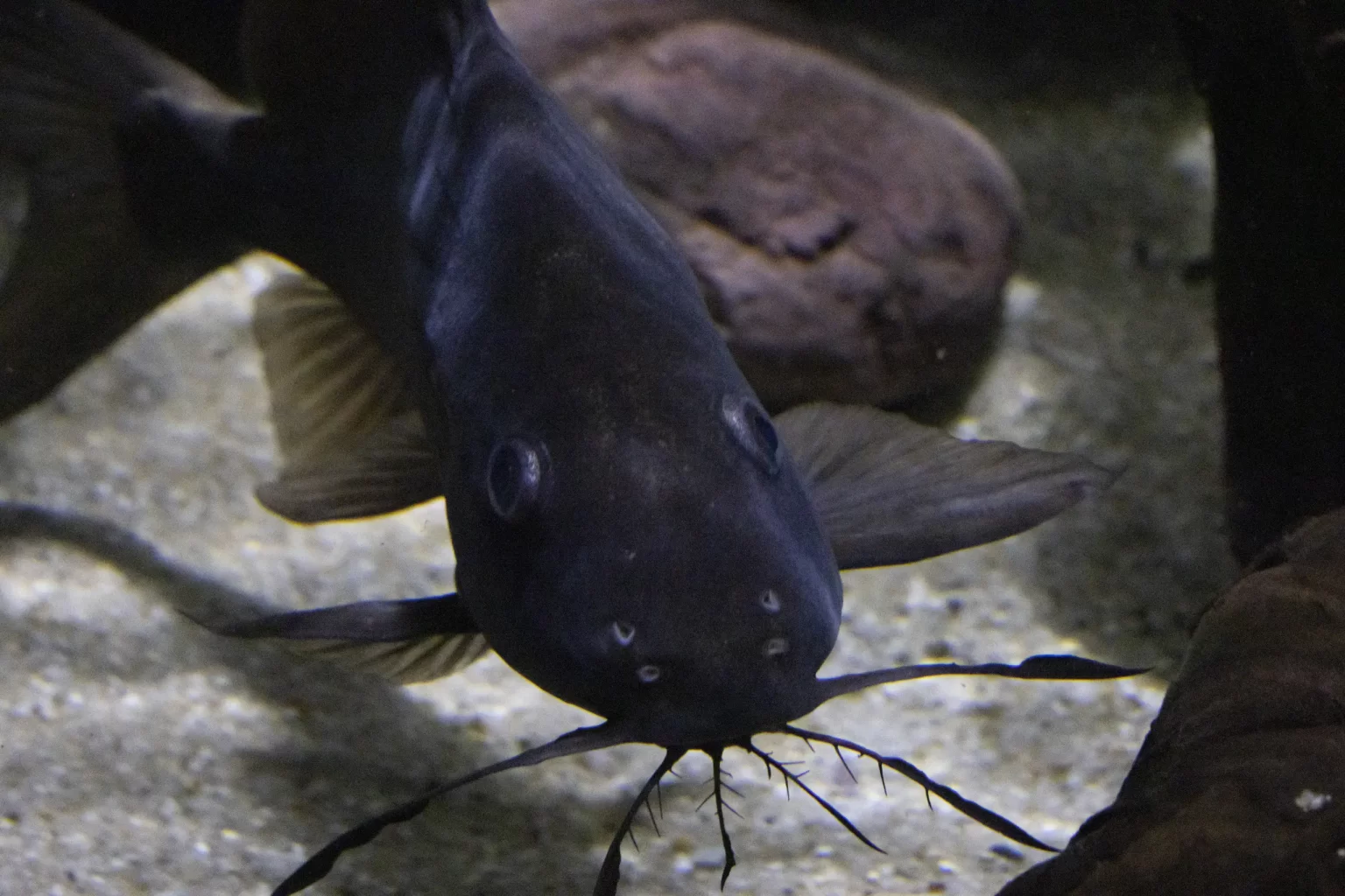 カワスイ撮影(目線)