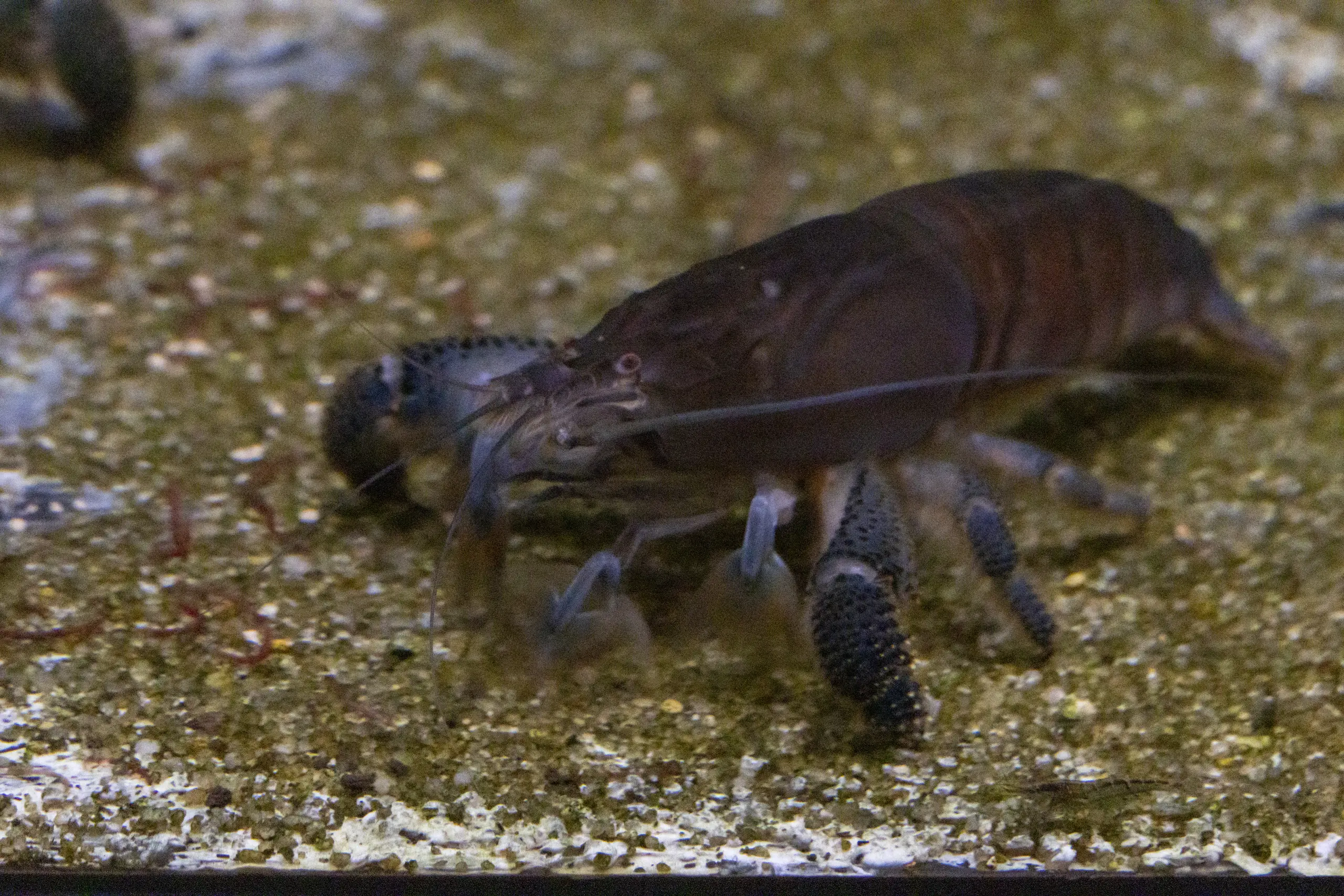 カワスイ撮影(目線)