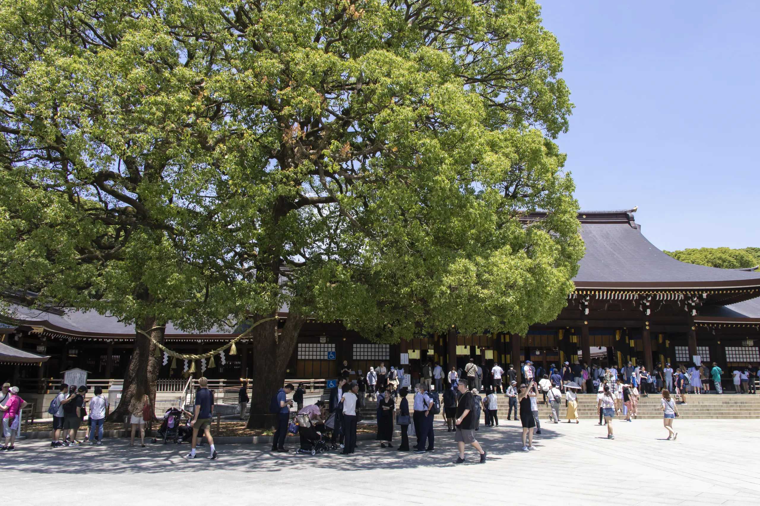 明治神宮→十二社熊野神社→中野→新井薬師 No.9