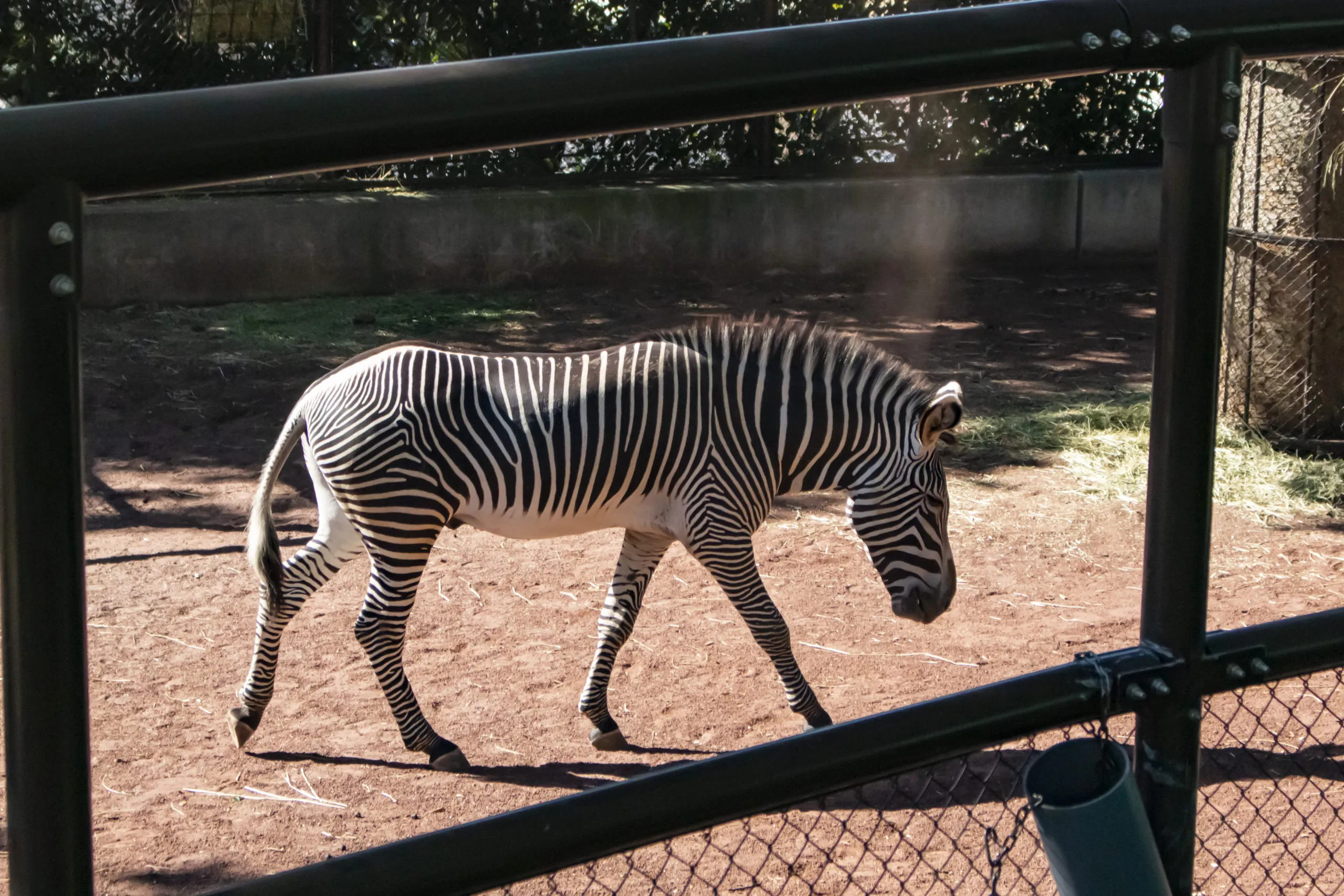 急坂→野毛山動物園→横浜 No.12