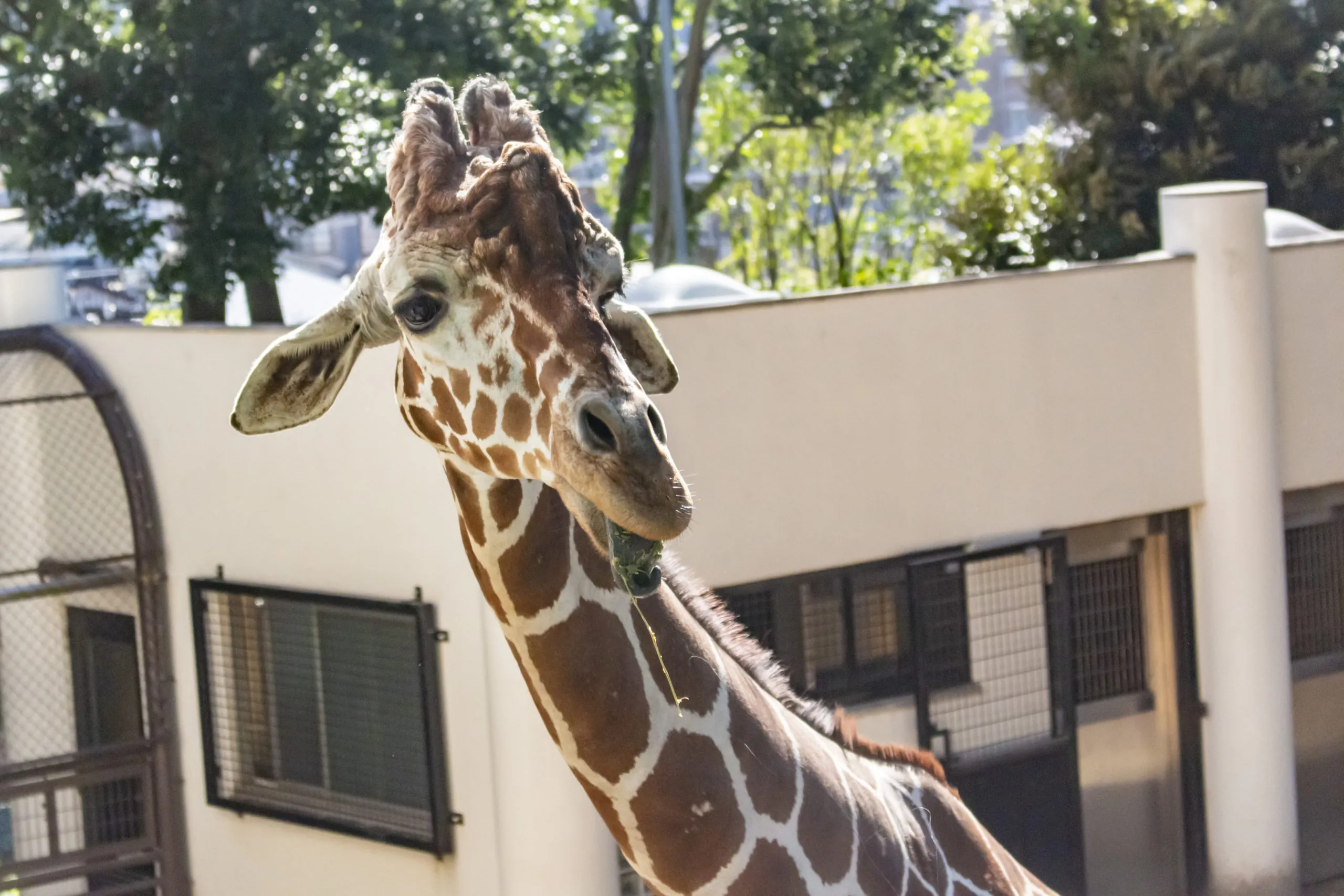 急坂→野毛山動物園→横浜 No.13