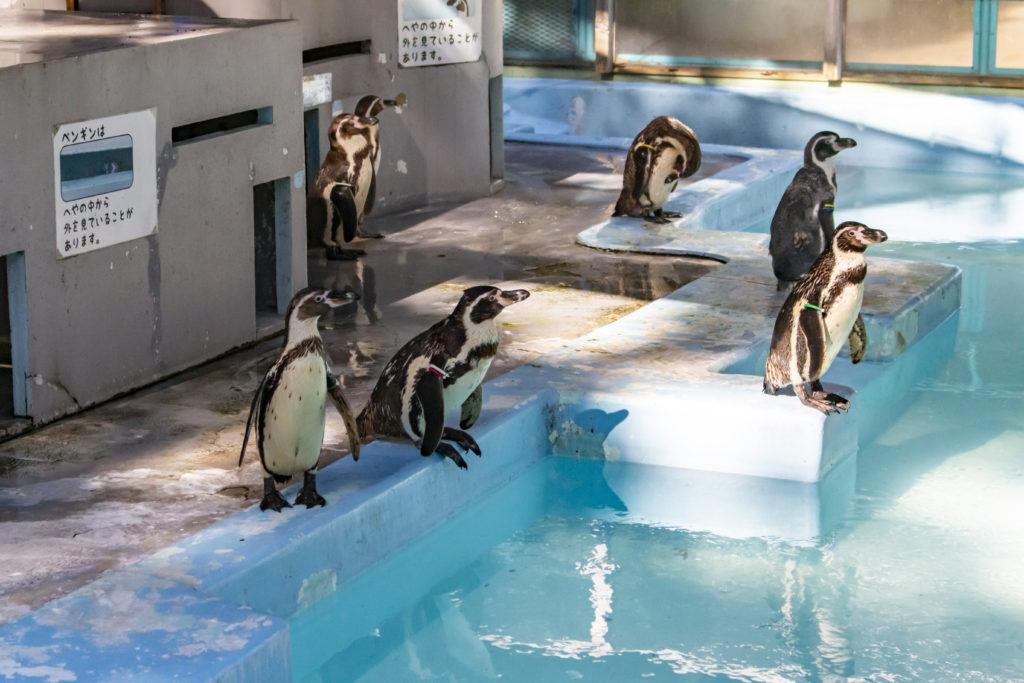 急坂→野毛山動物園→横浜