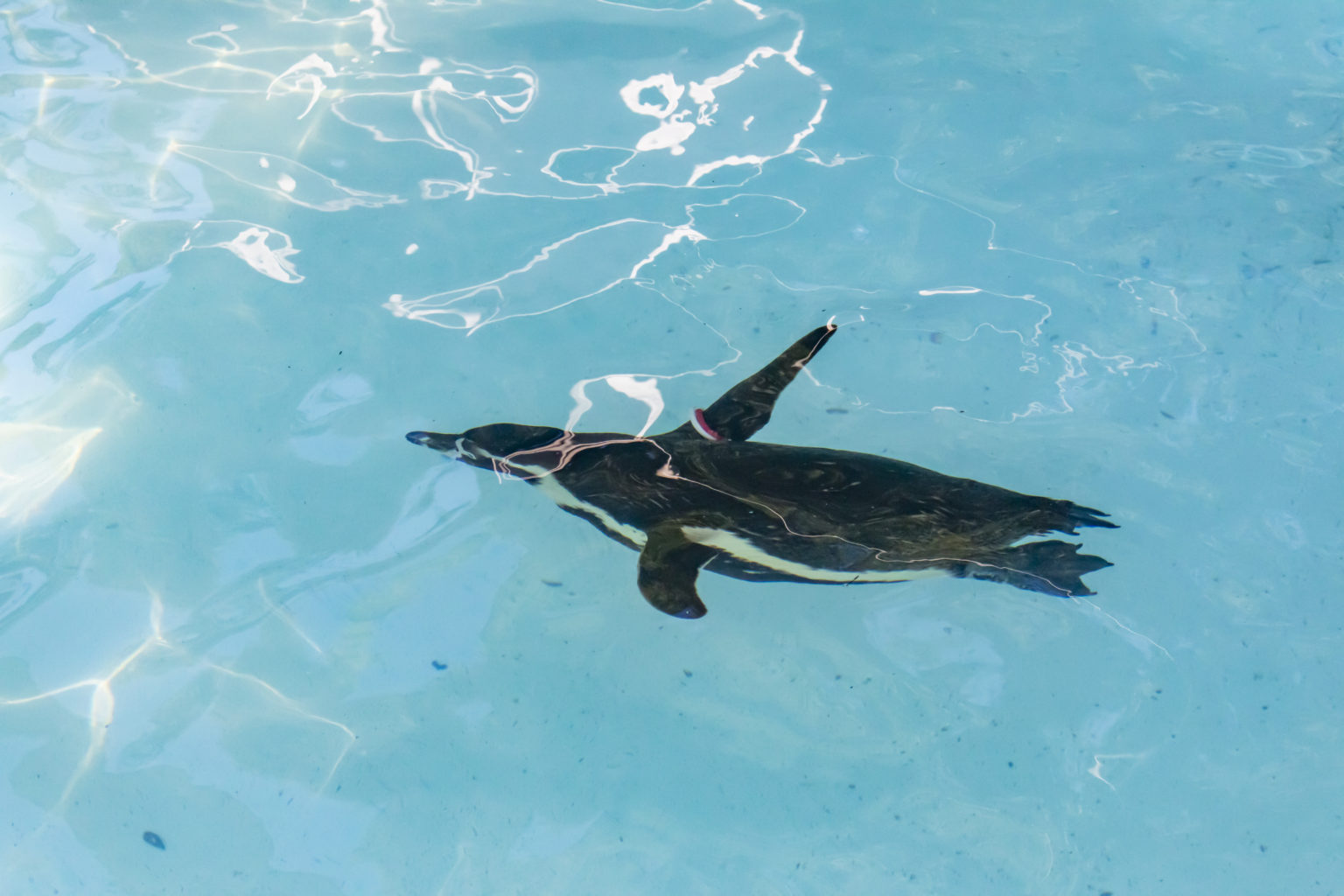 急坂→野毛山動物園→横浜