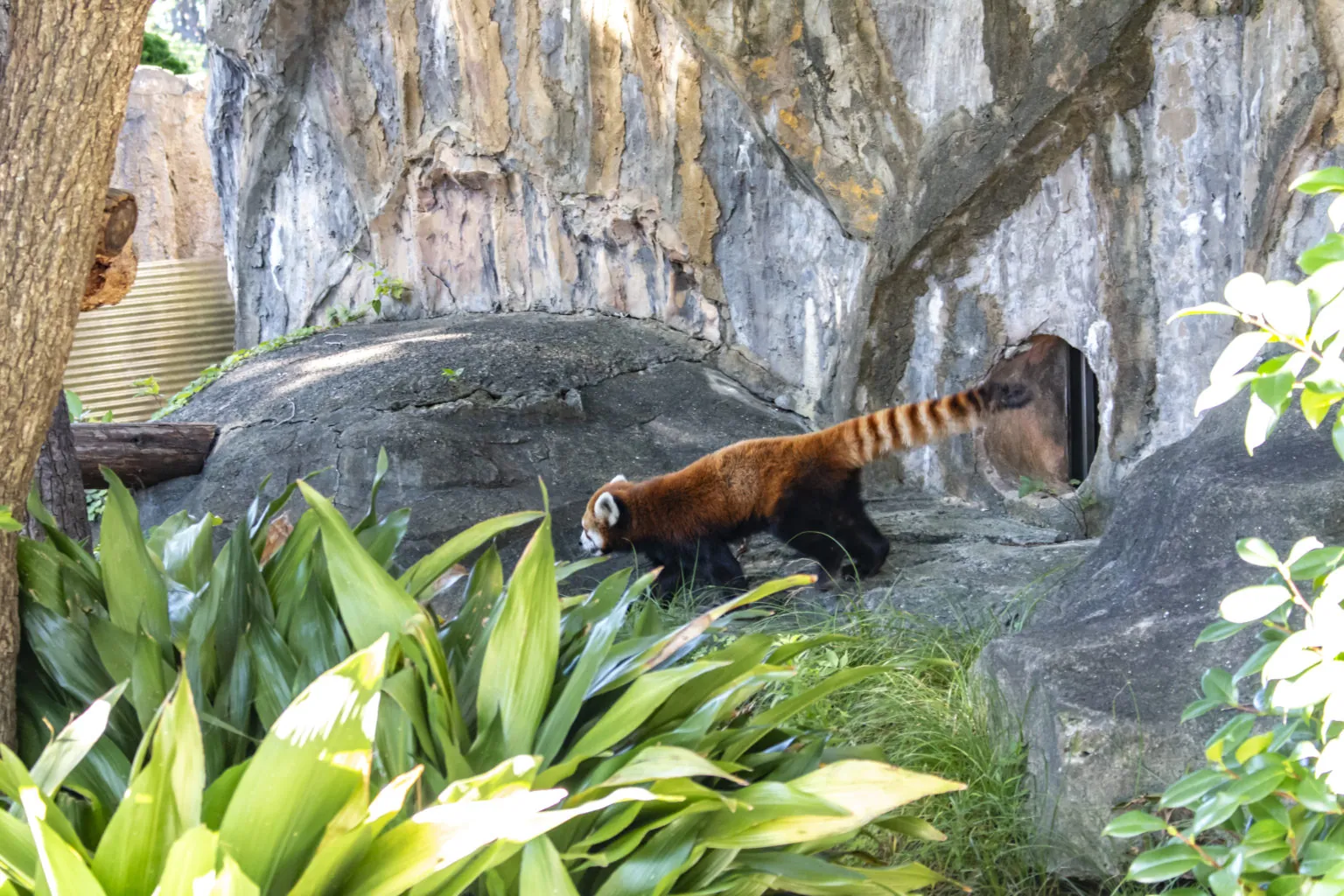急坂→野毛山動物園→横浜