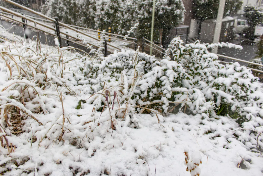雪のバイオリン公園