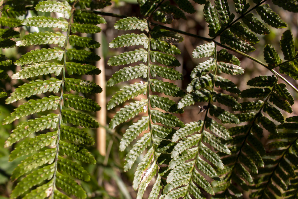 上大岡→黒船見物の丘→磯子→根岸