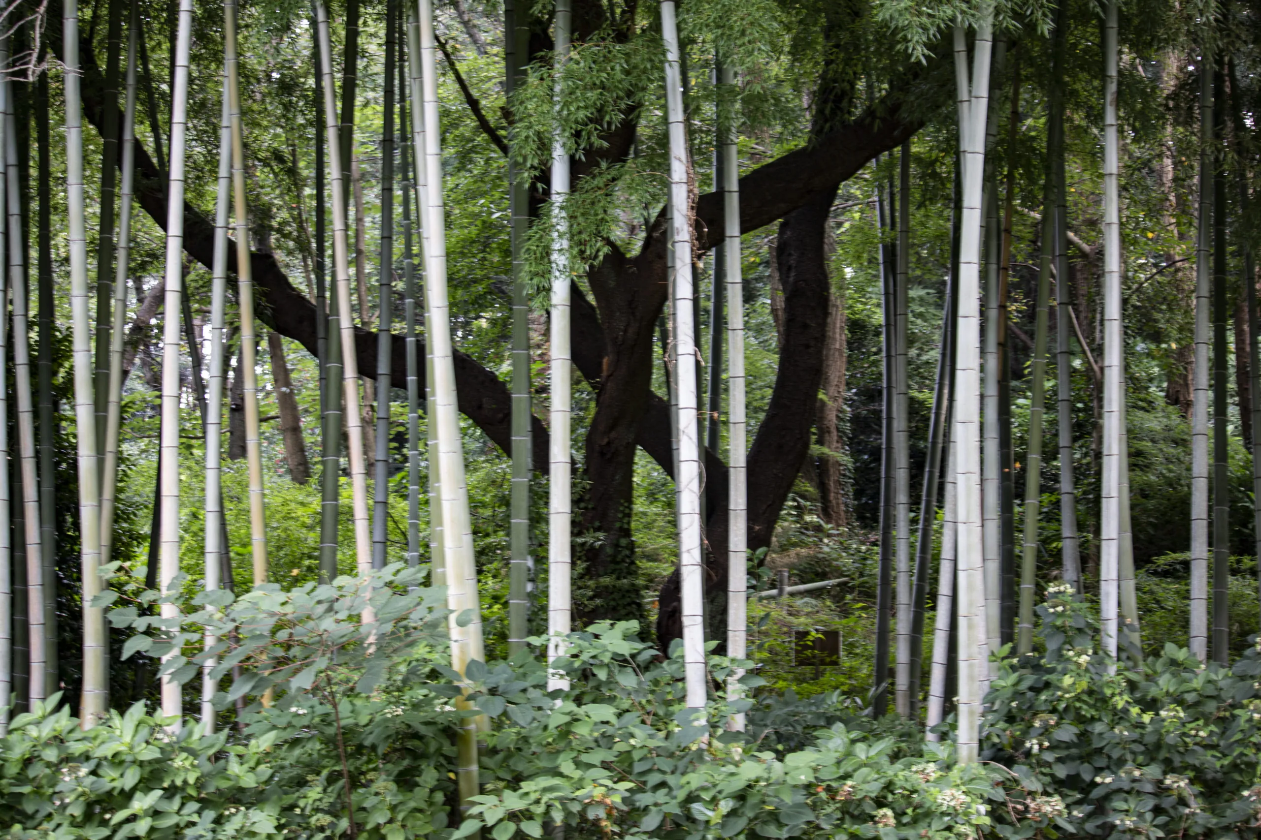 京浜東北線から鶴見三池公園 No.16
