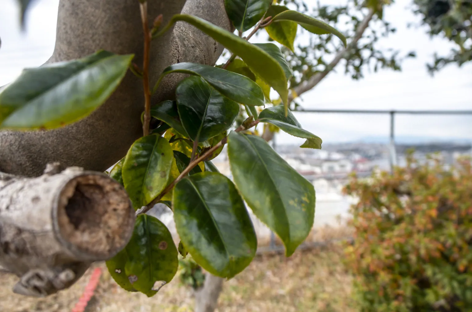 井土ヶ谷→岡村天満宮→磯子