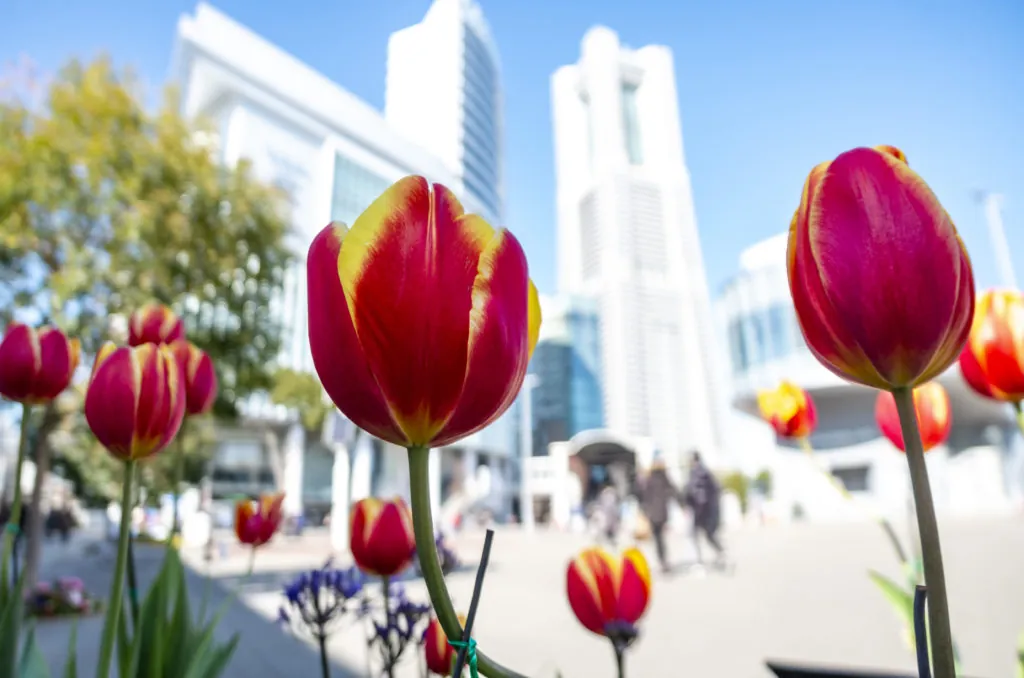 日出町→桜木町→横浜