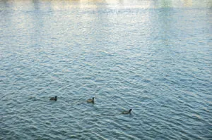 R0015285