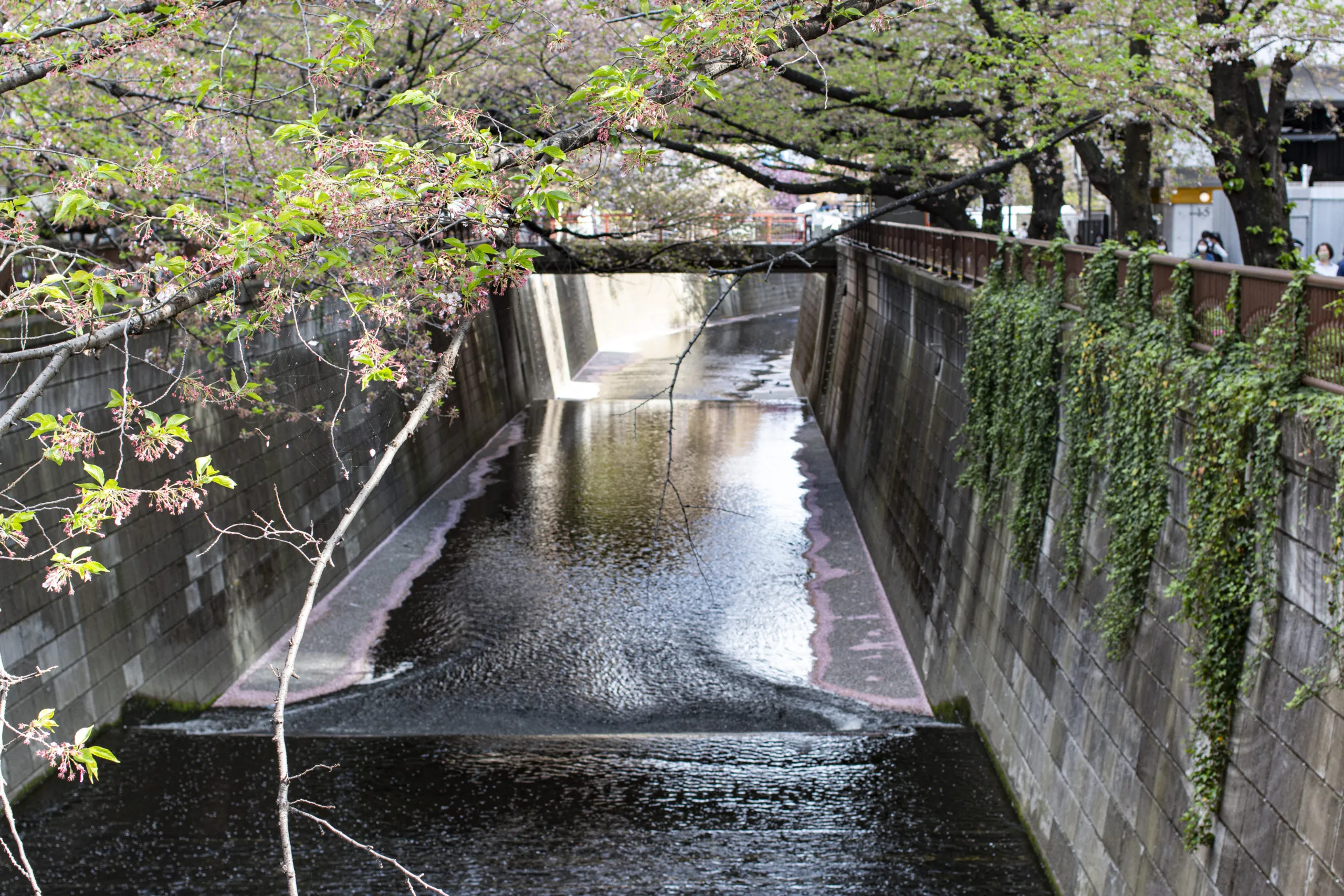 渋谷→目黒川→中目黒 No.5