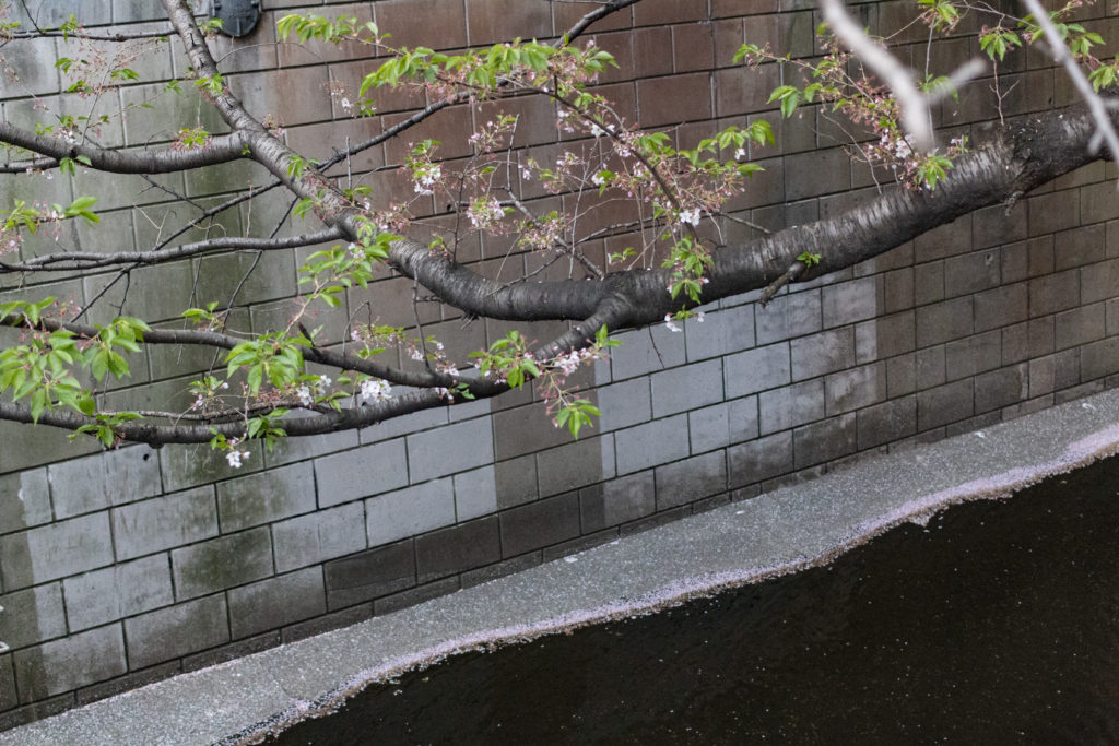 渋谷→目黒川→中目黒