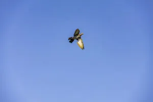 0P6A1134