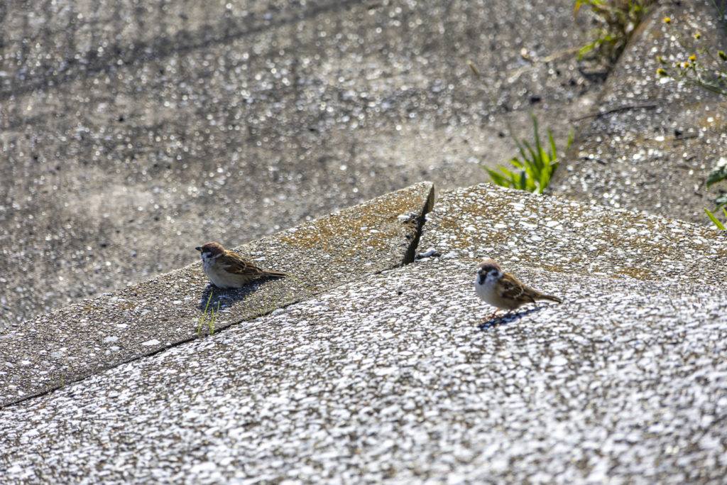 大森町→旧呑川緑地→森ケ崎海岸公園→ブルーコーナーUC店→羽田第３ターミナル