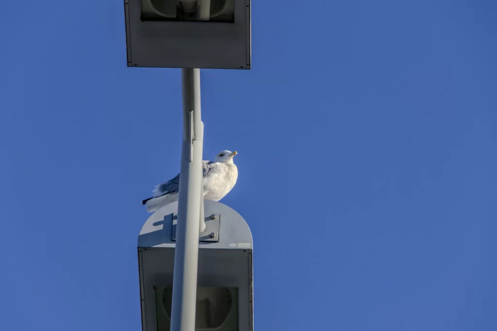 若洲公園と東京ゲートブリッジ