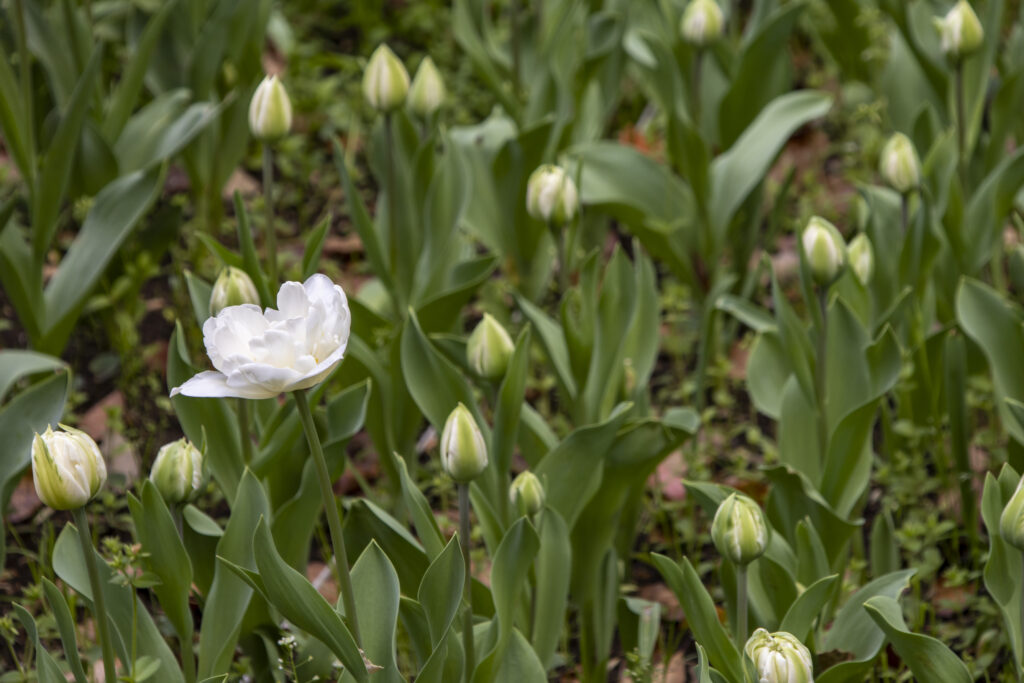関内横浜公園→中華街→山下公園→みなとみらい