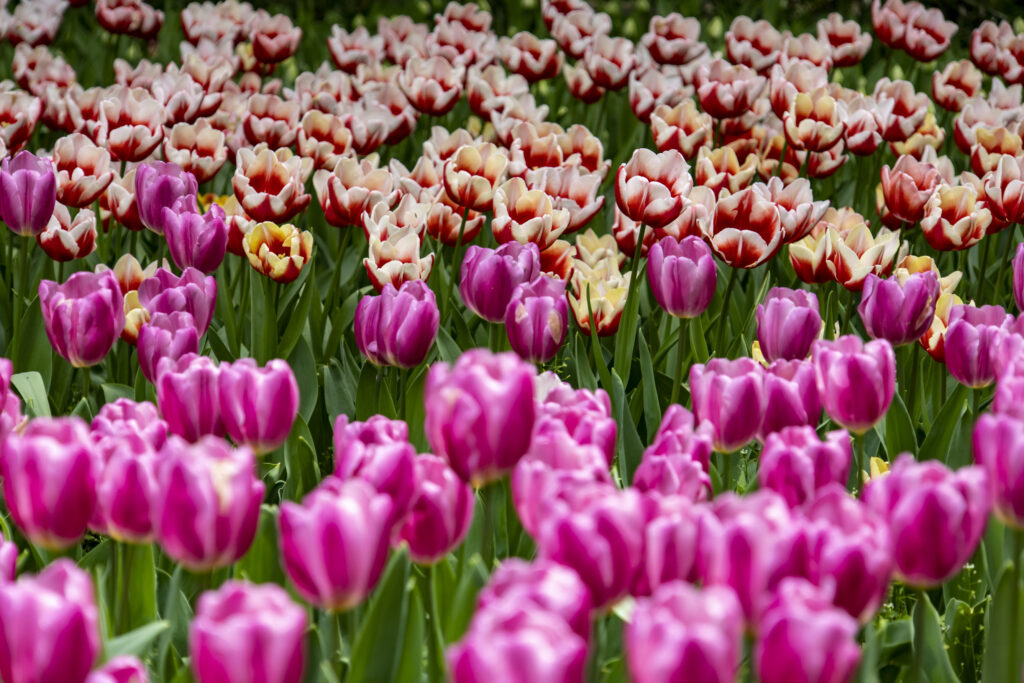 関内横浜公園→中華街→山下公園→みなとみらい