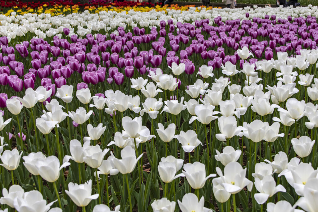 関内横浜公園→中華街→山下公園→みなとみらい