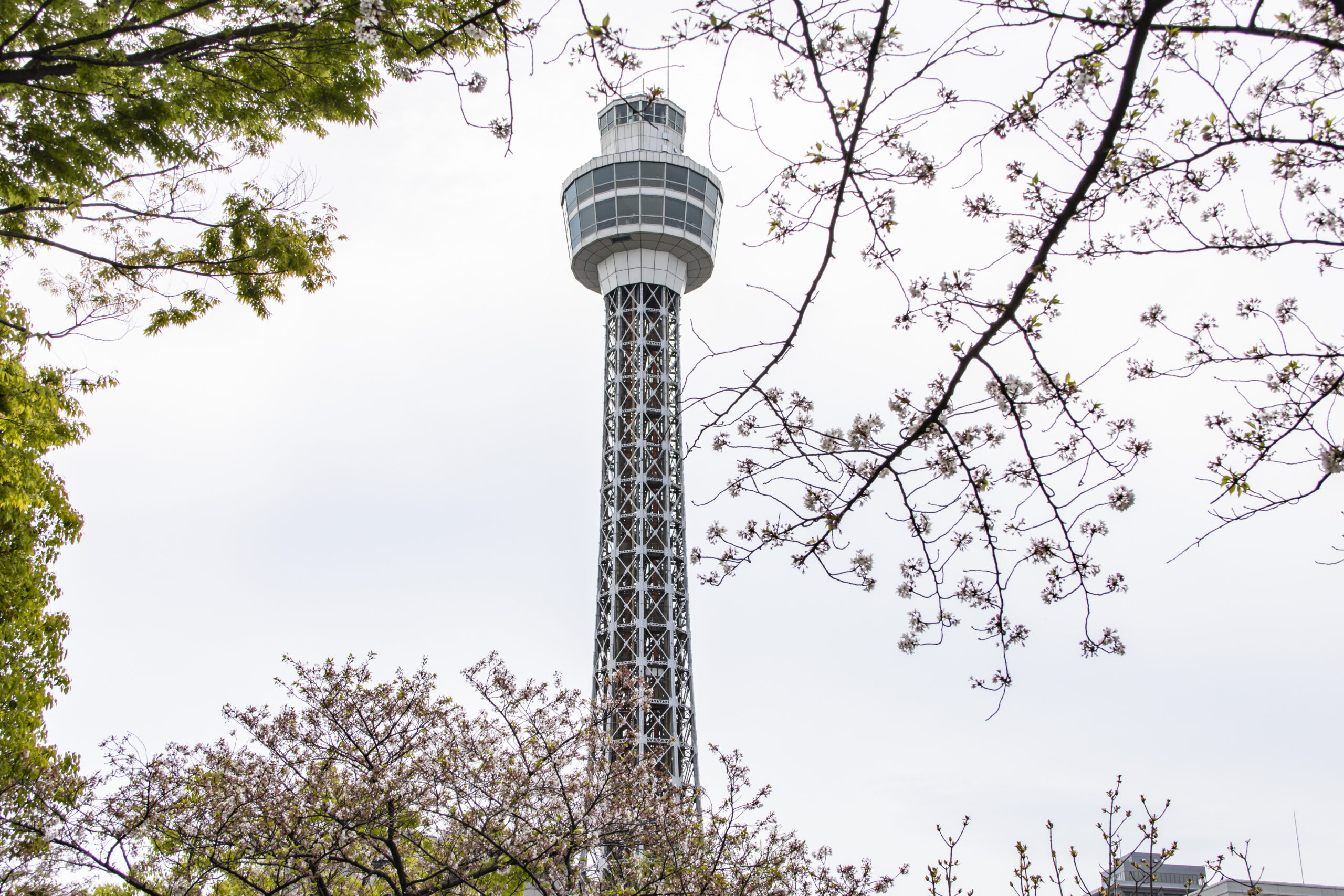 桜と横浜マリンタワー