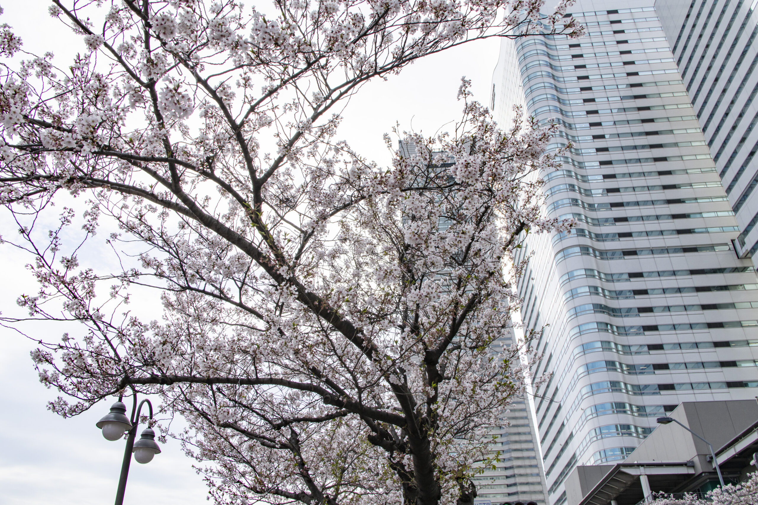 関内横浜公園→中華街→山下公園→みなとみらい No.31