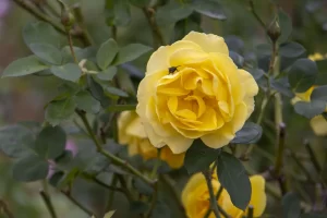 0P6A9760