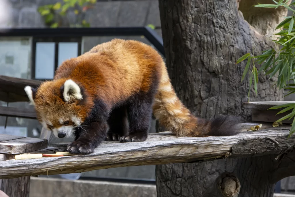 横浜野毛山公園＋動物園