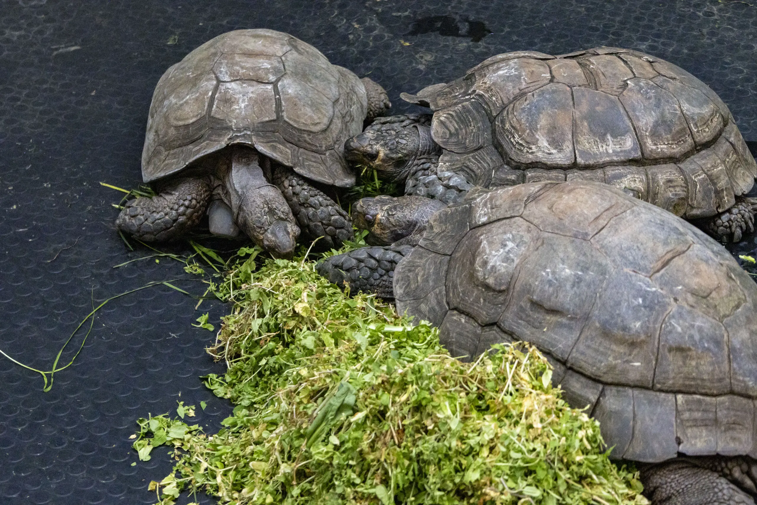 横浜野毛山公園＋動物園 No.13
