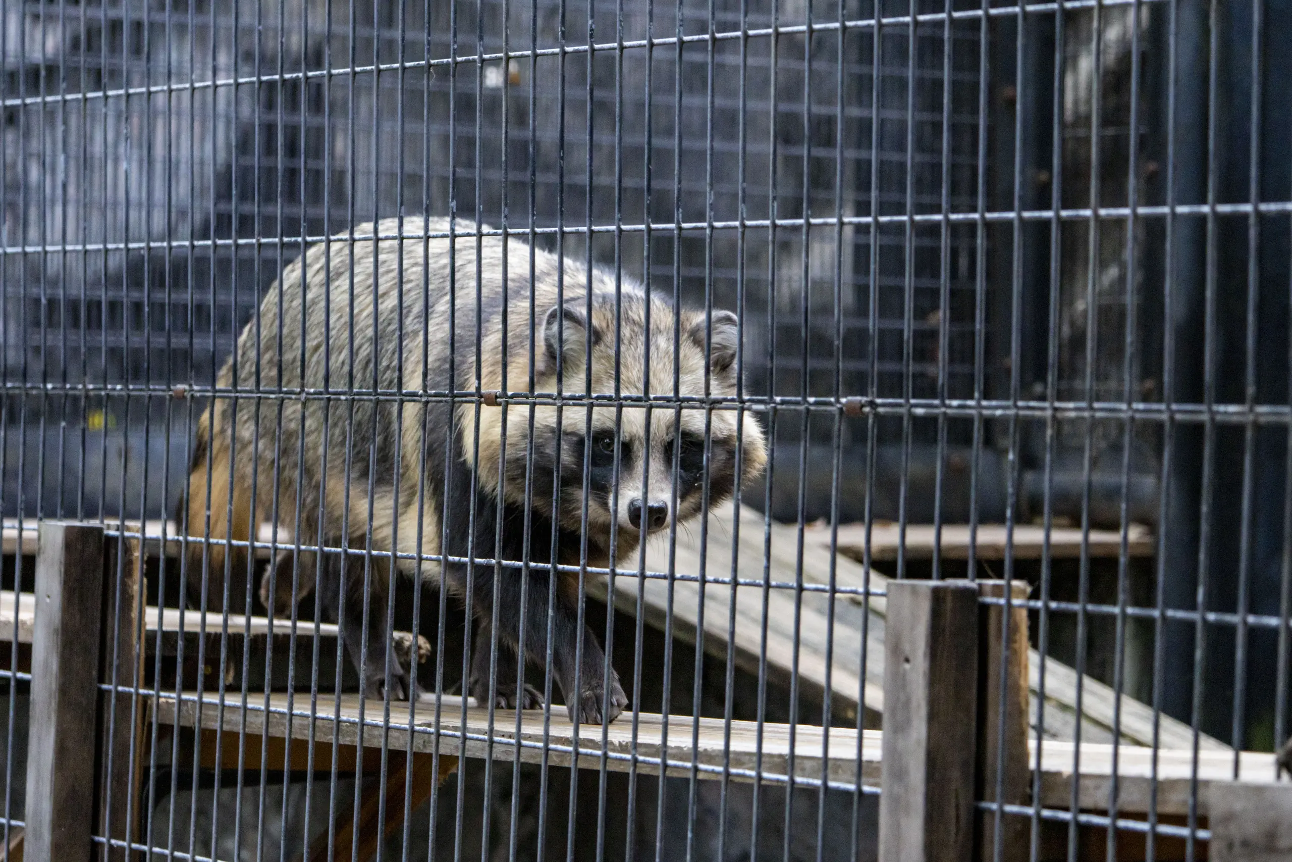 横浜野毛山公園＋動物園 No.16