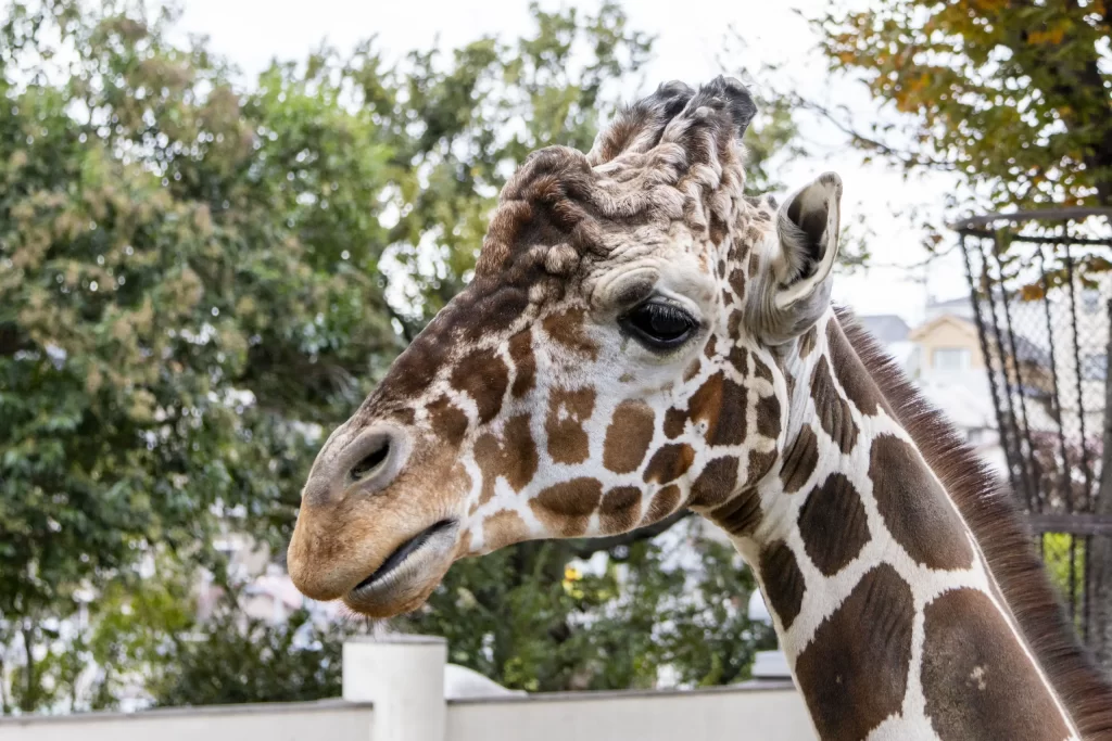 横浜野毛山公園＋動物園
