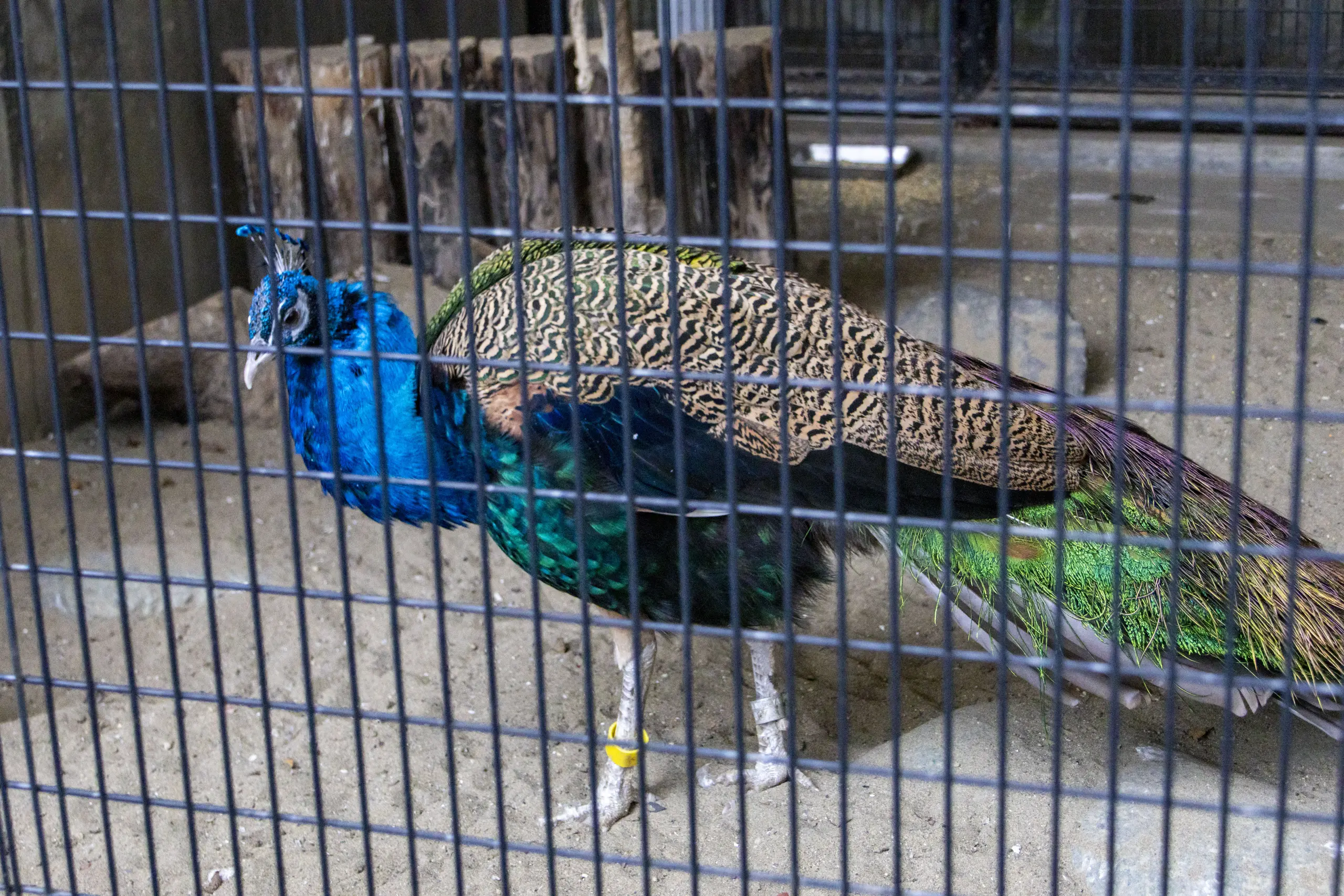 横浜野毛山公園＋動物園 No.18