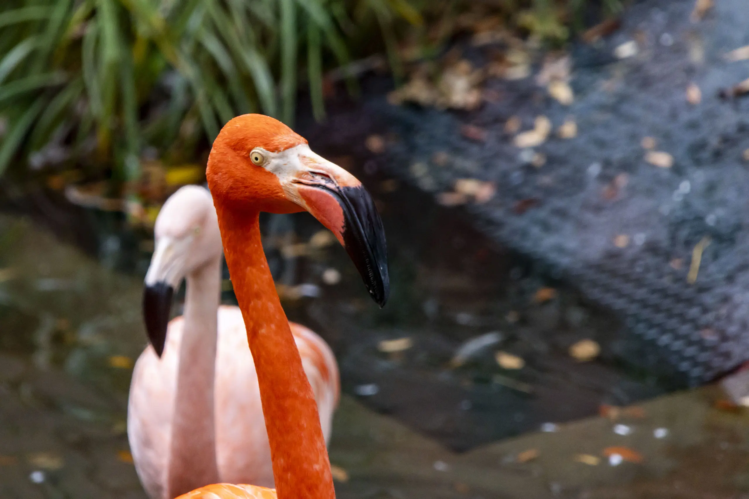横浜野毛山公園＋動物園 No.20
