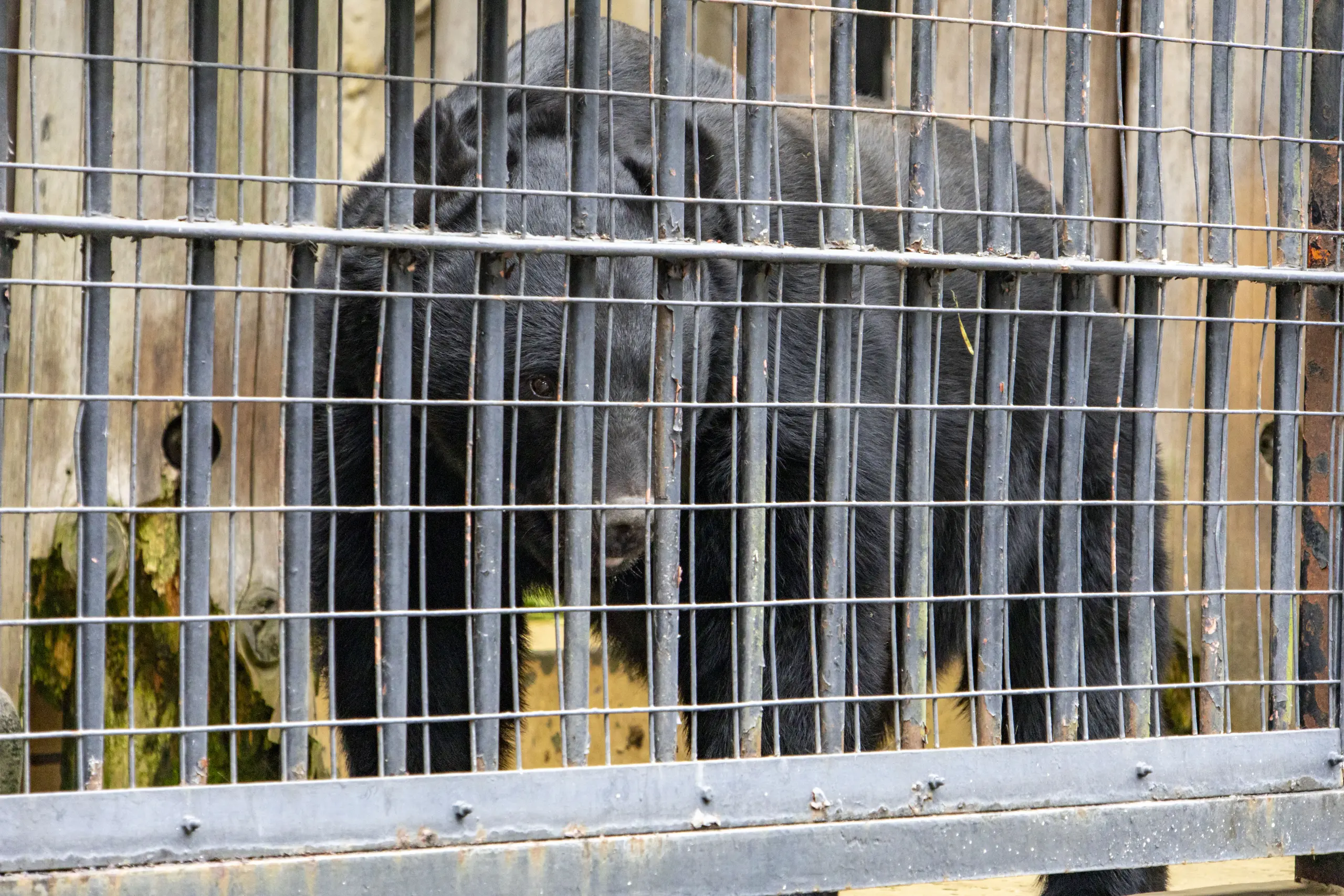 横浜野毛山公園＋動物園 No.27