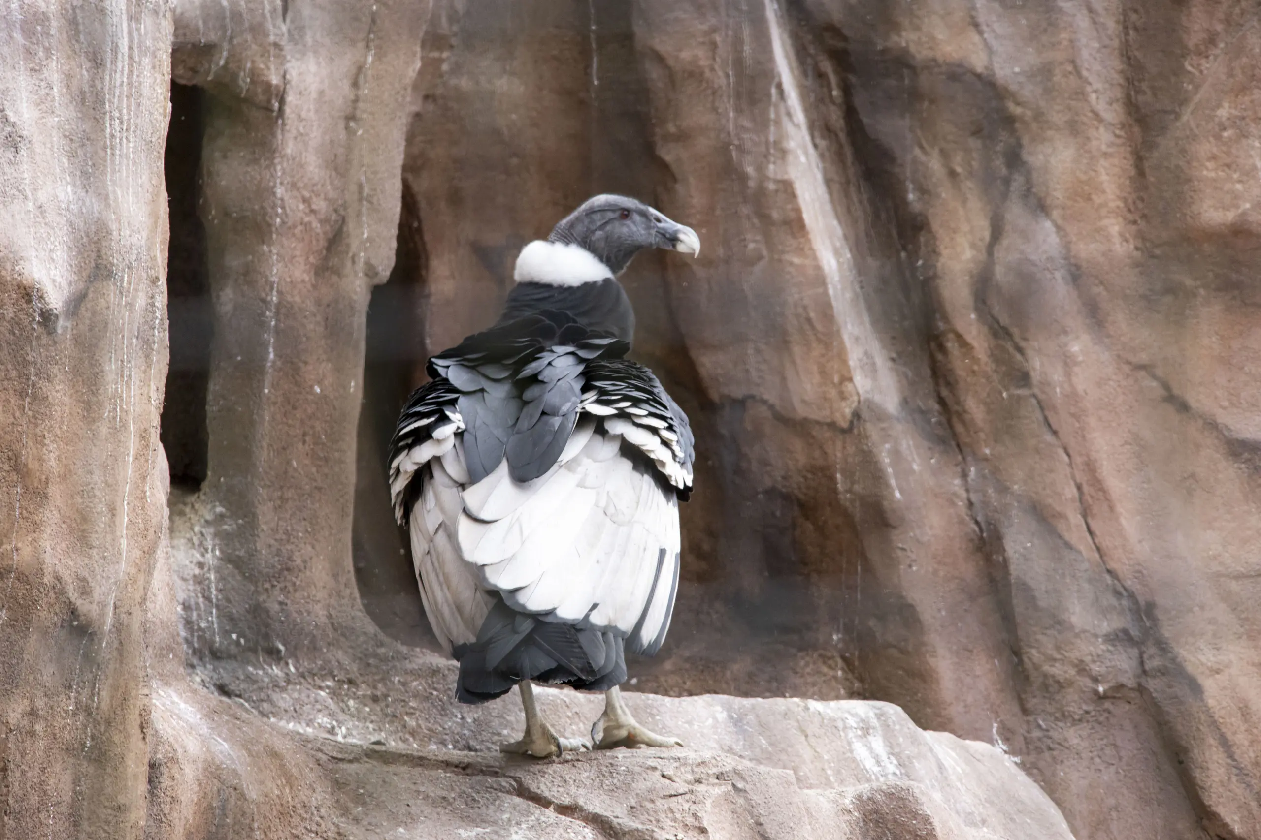 横浜野毛山公園＋動物園 No.29