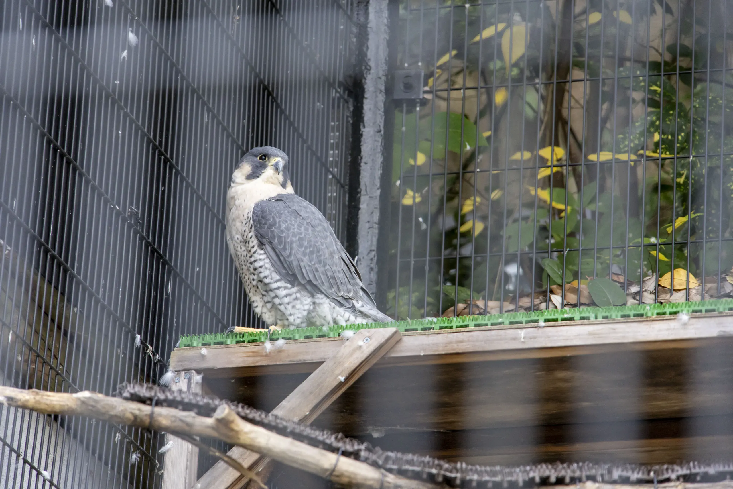 横浜野毛山公園＋動物園 No.30