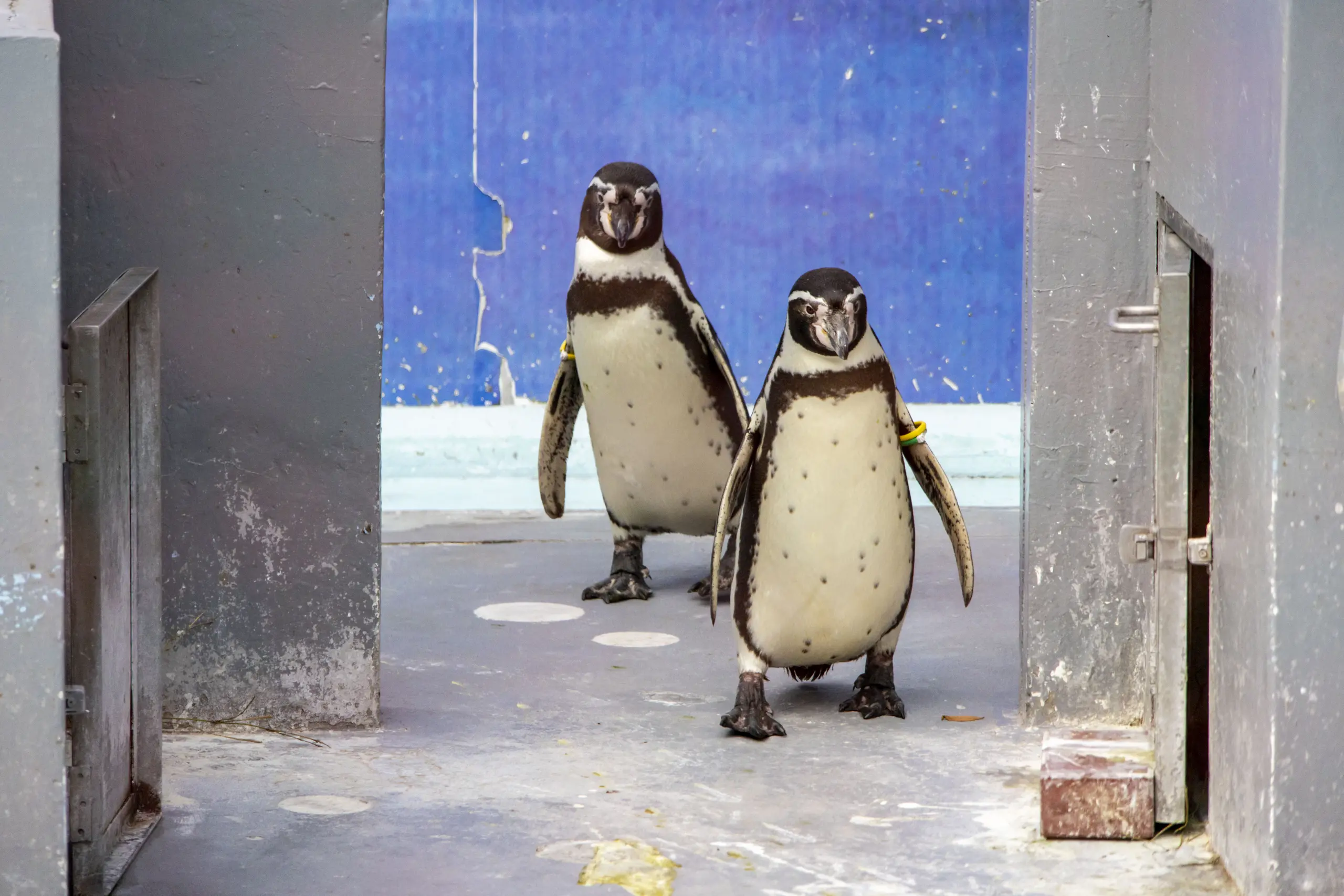 ペンギン。ひょこひょこ可愛い。