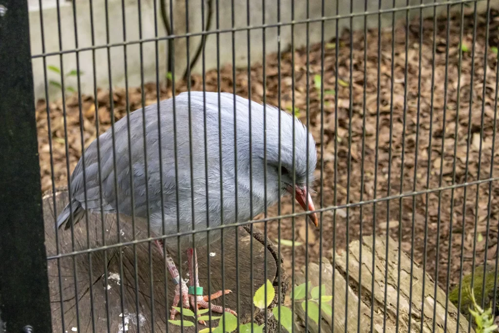 横浜野毛山公園＋動物園