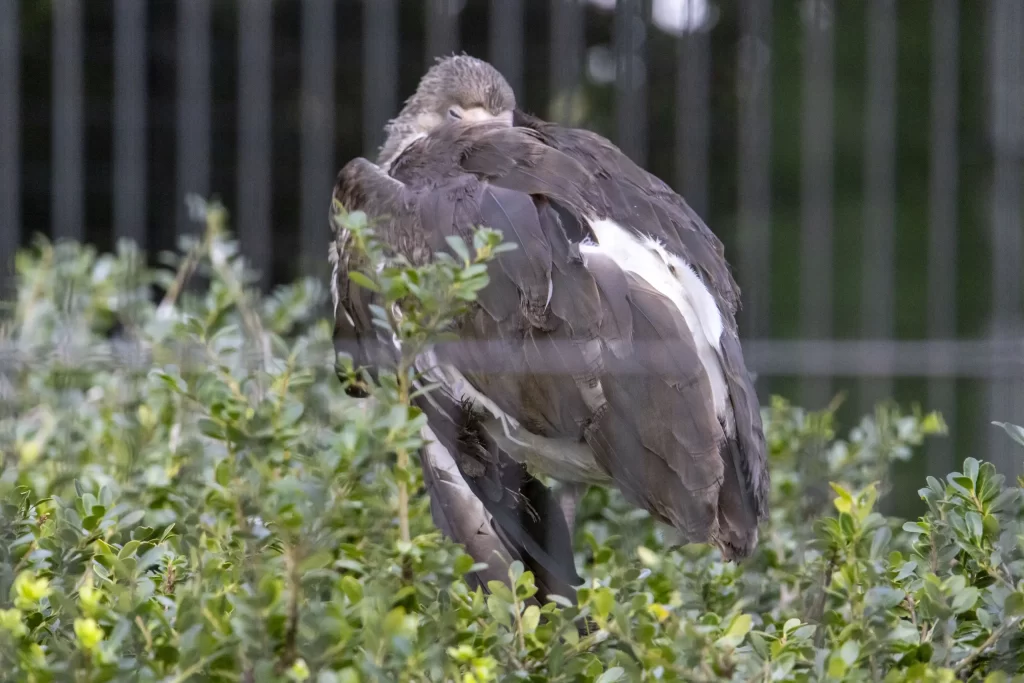 横浜野毛山公園＋動物園