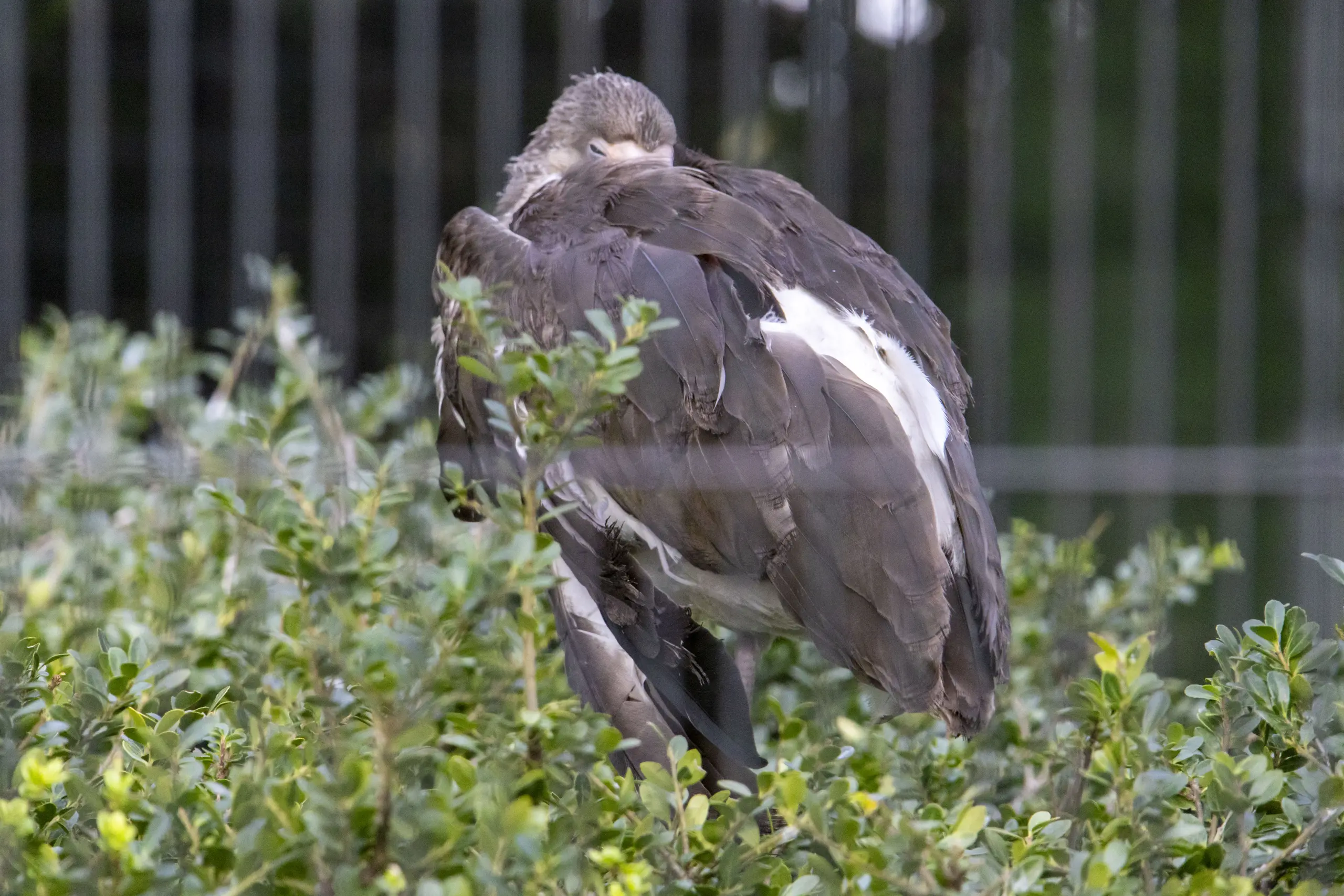 横浜野毛山公園＋動物園 No.34