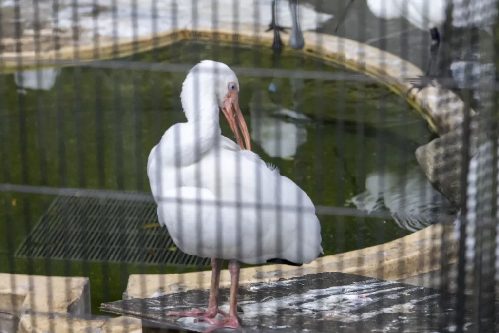 横浜野毛山公園＋動物園