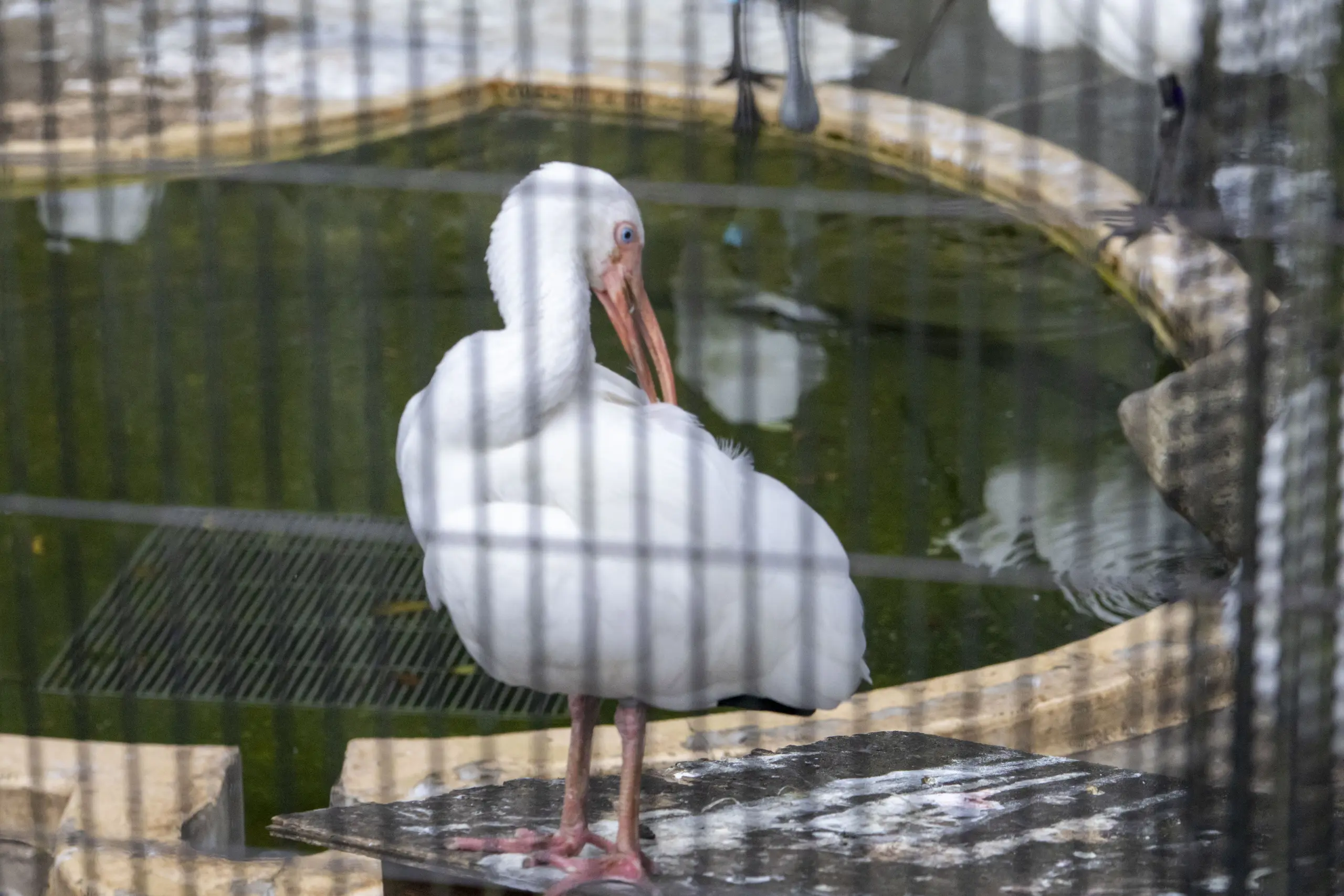 横浜野毛山公園＋動物園 No.37